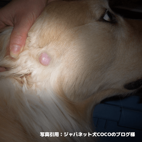 犬のイボは悪性腫瘍 できる原因と治療法