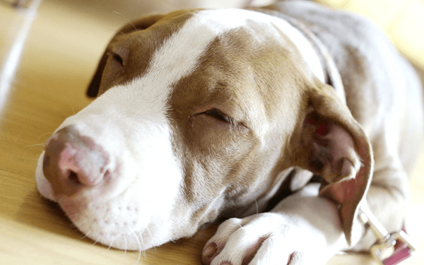 犬のいびきは病気のサイン？ 原因や対処法まとめ