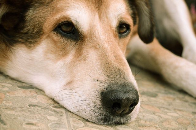 犬の緑内障の治療について