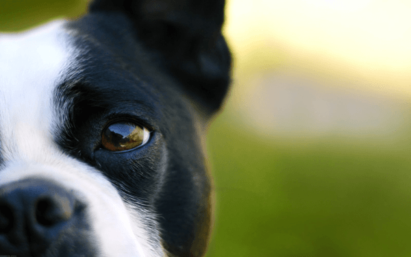 犬の緑内障の初期症状は？ 原因や治療方法、費用も