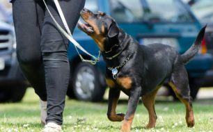 英語で犬のしつけを行う時のコマンド一覧