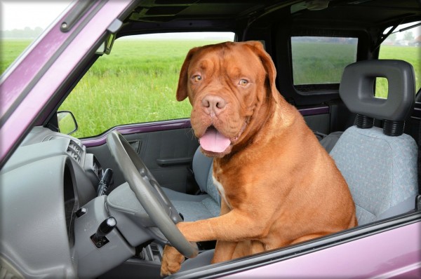 愛犬とドライブがしたい！