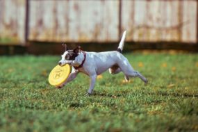 犬とフリスビーで遊ぶための教え方と練習方法！