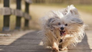 愛犬をノーリードで散歩させるべきでない4つの理由