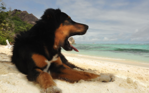 犬の穴を掘る行為って何か意味があるの？