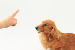 犬のトイレのしつけに「しつけ用スプレー」がおすすめな理由