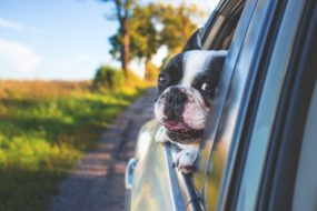 愛犬とのドライブは車酔い対策が大切！ もし酔ってしまった場合は？