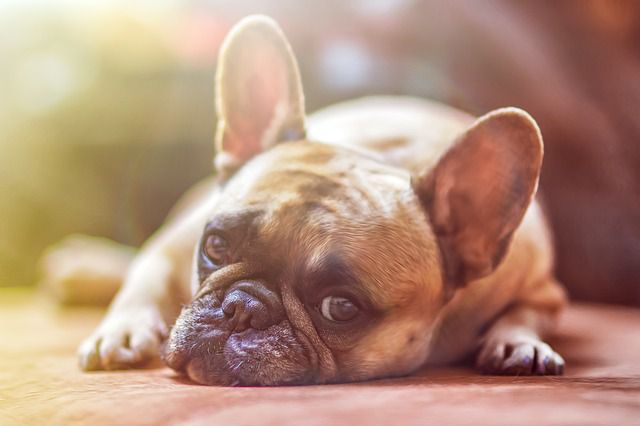 犬がストレスを感じている時の症状と解消方法