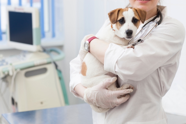 動物病院も専門医化が進んでいます