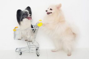 便利なネット通販で愛犬用品を購入する時に気をつけること