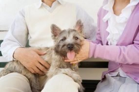 第二の人生で犬を飼いたい！ 中高年におすすめの犬種ベスト3