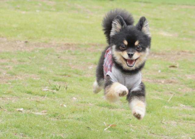 ポメラニアンの柴犬カットに挑戦したい 人気の理由を徹底分析 Inujin 犬の幸せと健康を願った犬のためのウェブマガジン