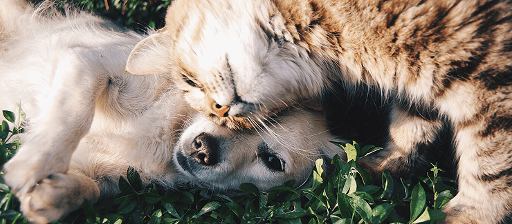 犬猫、可愛いだけじゃない
