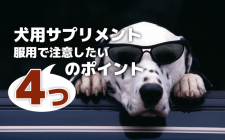 犬用サプリメント服用で注意したい４つのポイント