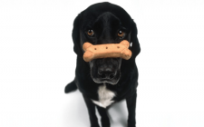 犬は本当に玉ねぎで中毒になる！？症状と理由　解説します！