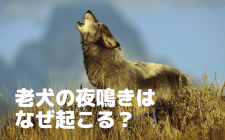 老犬の夜鳴きはなぜ起こる？原因と対策まとめ