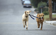 小型犬から大型犬まで散歩のしつけ方法おさらい