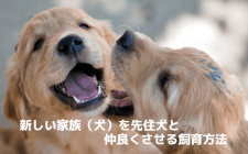 新しい家族（子犬）を先住犬と仲良くさせる飼育方法