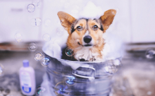初めての子犬のシャンプーで気を付けたい事