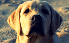 愛犬が痴呆かな？と思ったら読んでほしいまとめ
