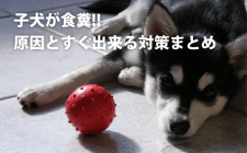 子犬が食糞！原因とすぐ出来る対策まとめ