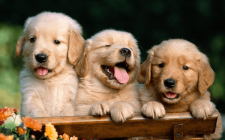 子犬の離乳食についていつからいつまで？まとめ