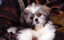 犬の涙やけに効く落とし方やフードについてまとめ
