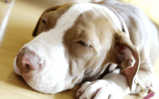 犬のいびきは病気のサインかも？侮れないイビキの意味