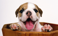 読めば犬の感情まるわかり！