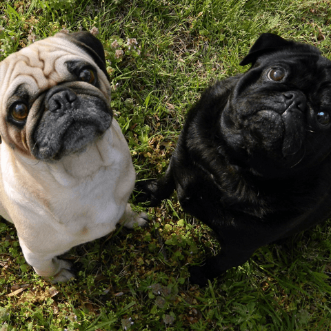 愛犬は自分をどう順位付けしているのか？気になる犬の順位付けまとめ