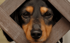 オス犬の去勢をするメリット・デメリットまとめ