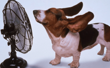愛犬のエアコン（クーラー）事情、気になるまとめ