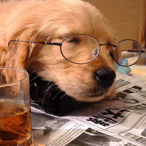 愛犬のしつけを英語で行う際の知っておきたいことまとめ