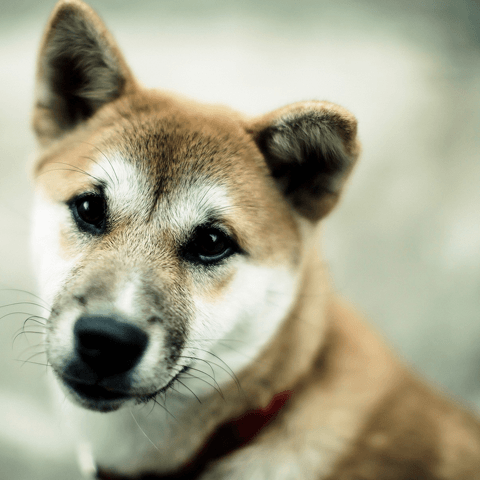 愛犬の尿や口臭に異常を感じたら尿毒症を疑おう！