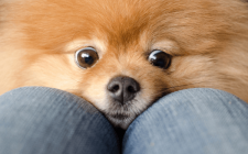 子犬や老犬の分離不安をトレーニングで改善しよう！