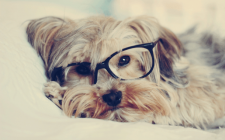 英語で犬のしつけを行うときの用語集