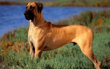 オス犬の発情期はいつから？さかり期間のまとめ