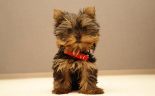犬が吠えるタイプ別のしつけ方法まとめ