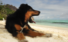 犬の掘る行為でわかる意味とは？まとめ