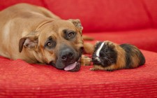 仰向けになる犬の気持ちと注意すべき点