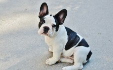 愛犬の偽妊娠（想像妊娠）　適切な対応方法
