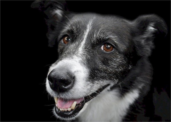 犬の白髪についてお悩み解決します
