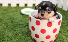 犬に牛乳を飲ませちゃダメなの？大丈夫なの？調べてみました。