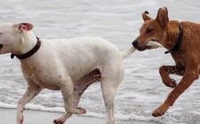犬が脱走する原因と対策のまとめ