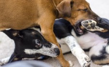 犬の喧嘩：理由と止め方、回避方法についてのまとめ