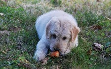 犬の拾い食いの危険性と、対処・防止方法