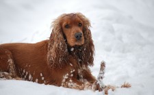犬の換毛期　抜け毛の理由と対策