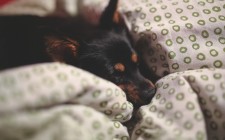 こたつ大好き犬、大丈夫なの？