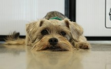 犬のケア用品：ニオイ対策は【消す】にこだわる！