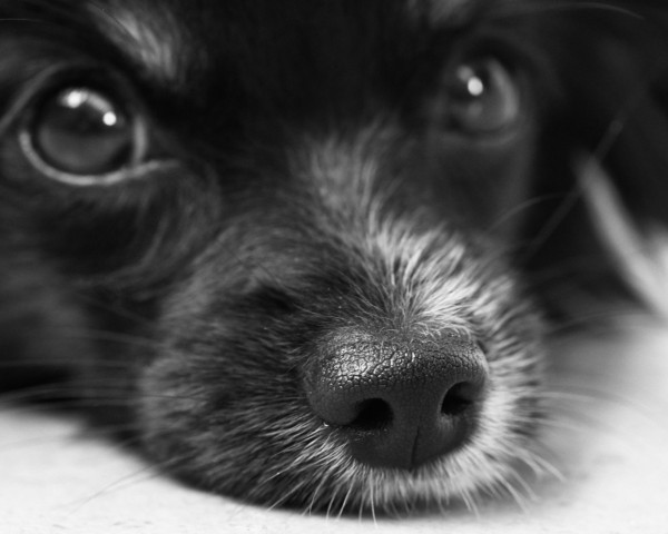 dog_face_eyes_bw_107452_1280x1024